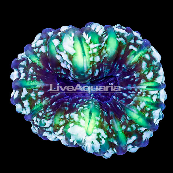 Green Cynarina Button Coral : LPS (Large Polyp Stony) Corals – LiveAquaria