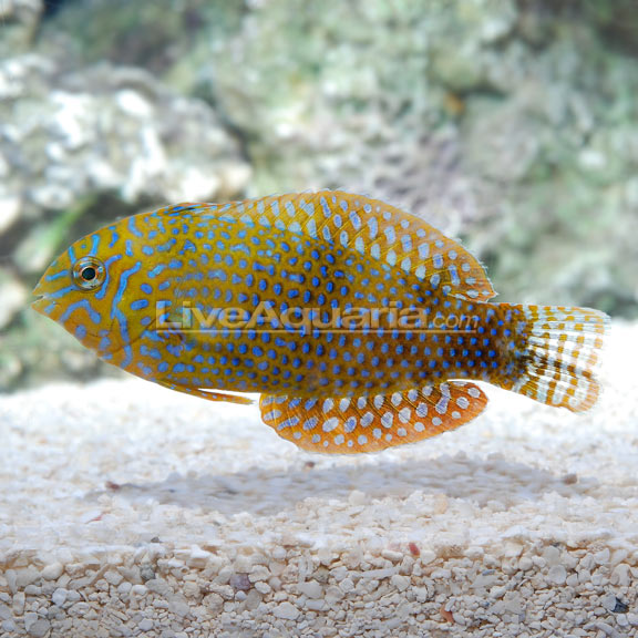 Potter's Wrasse: Reef Safe Saltwater Fish – LiveAquaria