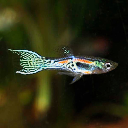 Endler's Livebearer, Male
