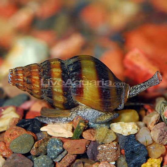 Assassin Snail: Tropical Fish, Invertebrates, and Amphibians for ...