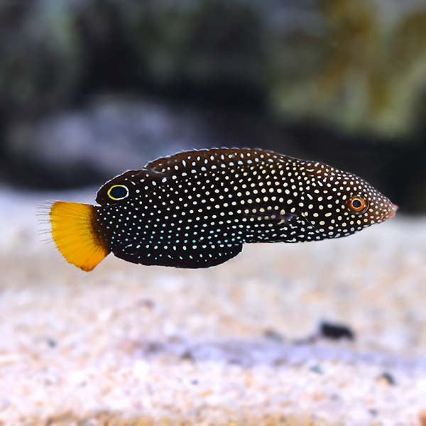 Yellow Tailed Tamarin Wrasse