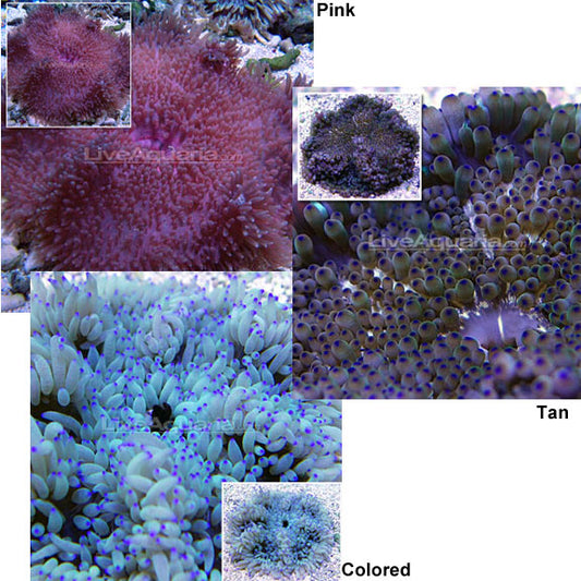 Malu Sebae Anemone