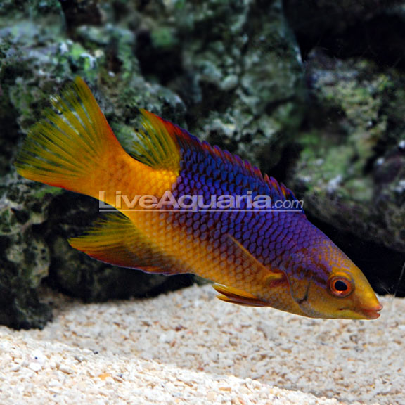 Hogfish | Marine Fish – LiveAquaria
