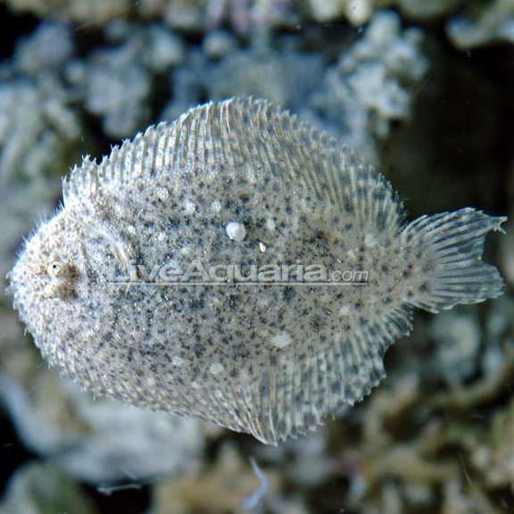 Assorted Flounder (Plate Fish or Peacock Flounder): Saltwater Aquarium ...