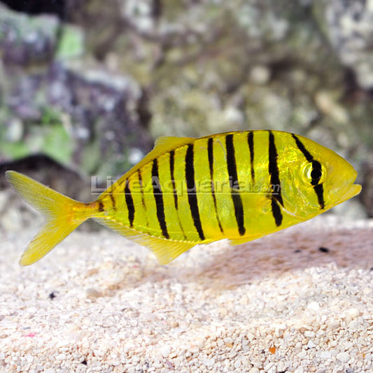 Pilotfish EXPERT ONLY