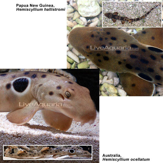 Australian Epaulette Shark