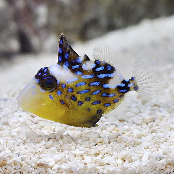 Bluelined Triggerfish