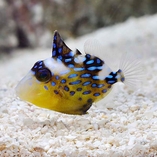 Bluelined Triggerfish