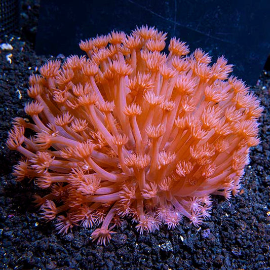 Flower Pot Coral, Long Polyp