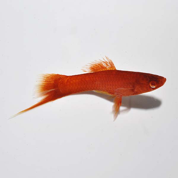 Male Blood Red Eye Swordtail