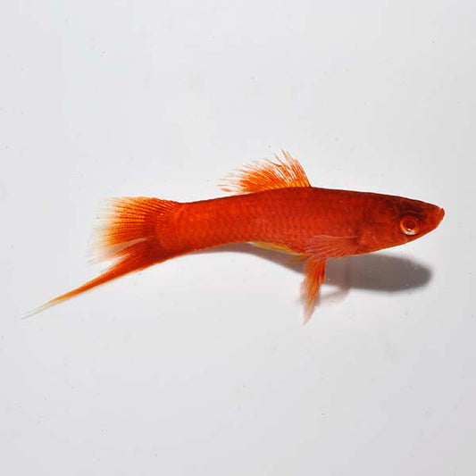 Male Blood Red Eye Swordtail