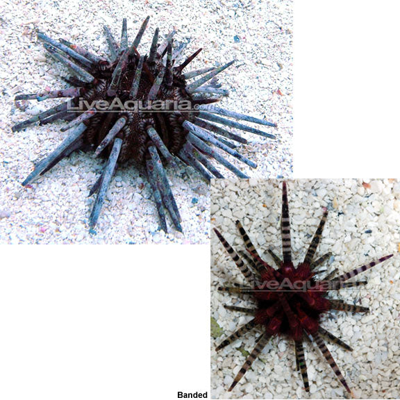 Pencil Urchin