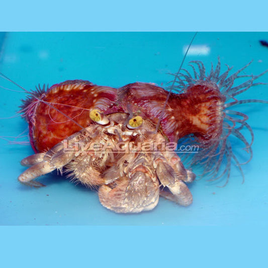 Hermit Crab with Anemone