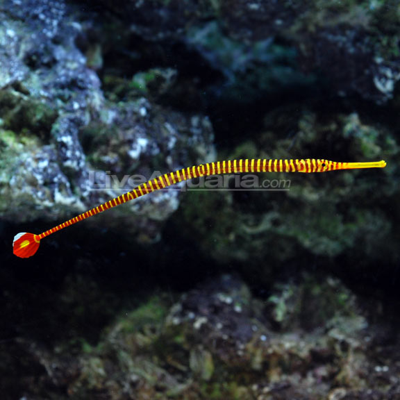 Yellow Multibanded Pipefish EXPERT ONLY – LiveAquaria