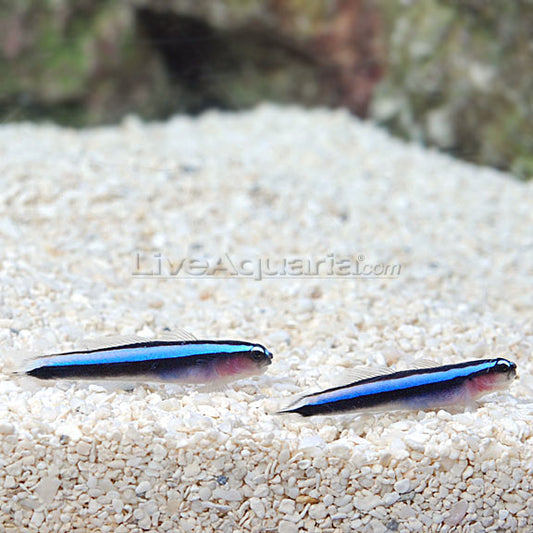 Neon Blue Goby, Captive-Bred