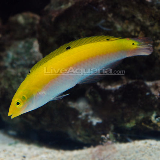 Yellow & Purple Wrasse, Juvenile