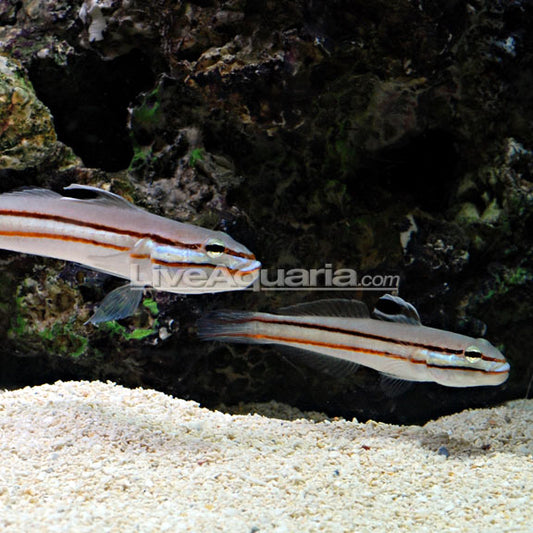 Sleeper Railway Glider Goby