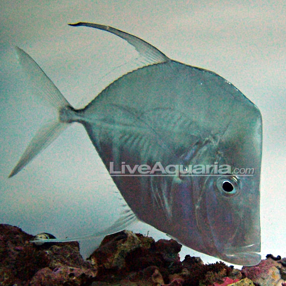 Threadfin Lookdown – LiveAquaria