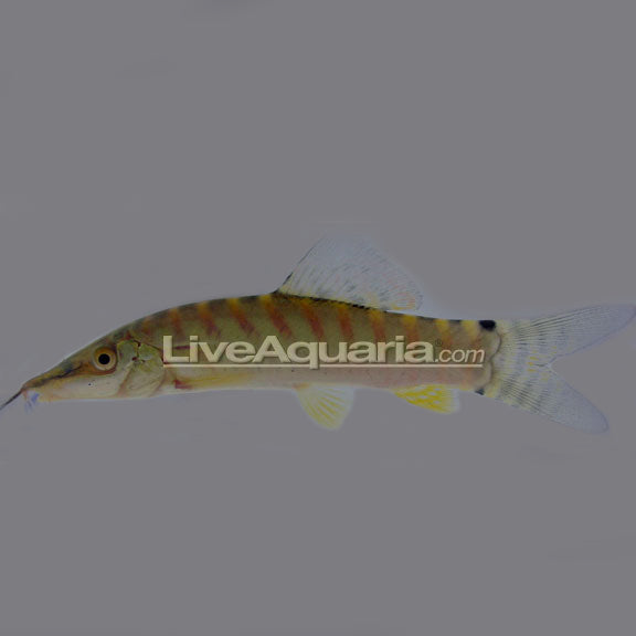 Tiger Botia Loach: Tropical Fish for Freshwater Aquariums – LiveAquaria