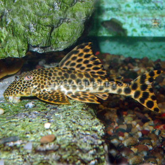 Rio de Para Pleco (L-75)