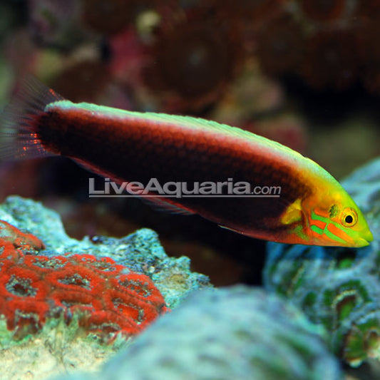 Radiant Wrasse - Expert Only