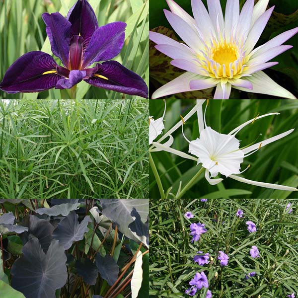 5x5 Tropical with Partial Shade Pond Plant Starter Pack