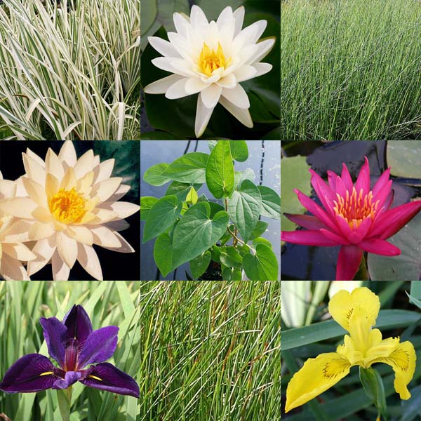 8 x 10 Hardy with Sun Pond Plant Variety Pack