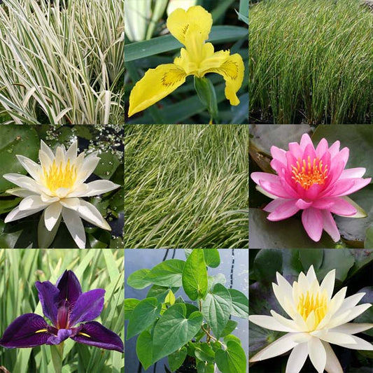 8 x 10 Hardy Full Sun Pond Plant Variety Pack