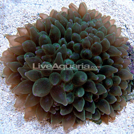 Buy a Green Bubble Tip Anemone and get 50% off an Ocellaris Clownfish