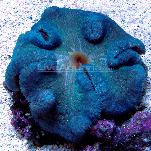 Carpet Anemone, Blue
