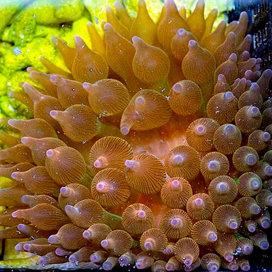 Rose Bubble Tip Anemone