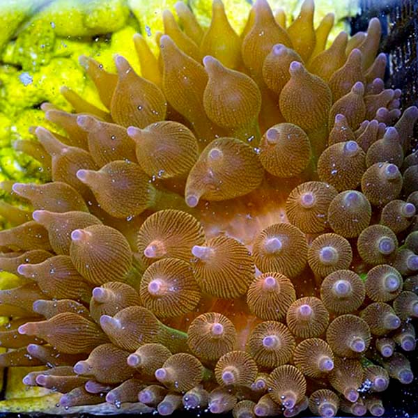 Grade B Rose Bubble Tip Anemone (Entacmaea quadricolor) | Marine ...