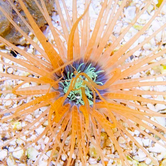 Tube Anemone