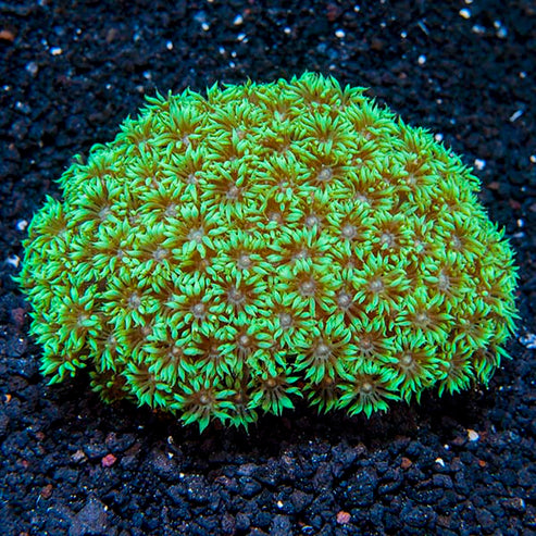 Flower Pot Coral: LPS (Large Polyp Stony) Corals – LiveAquaria