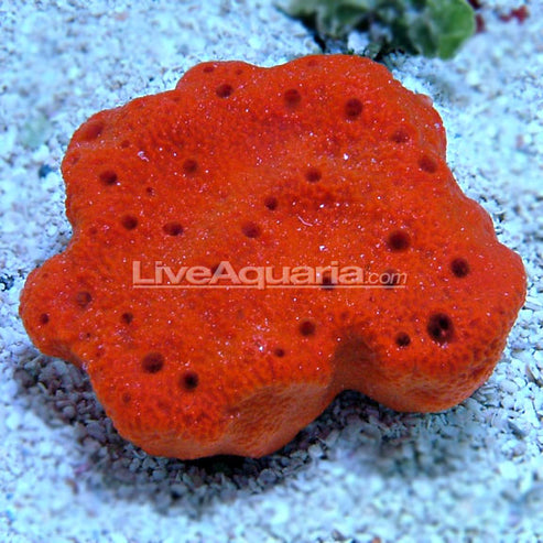 Red Ball Sponge: Saltwater Aquarium Invertebrates – LiveAquaria