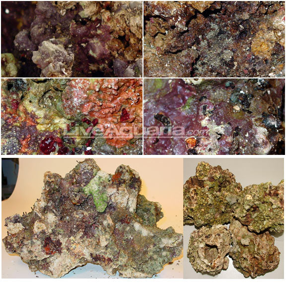 Fiji Premium Live Rock  Large/Show Size