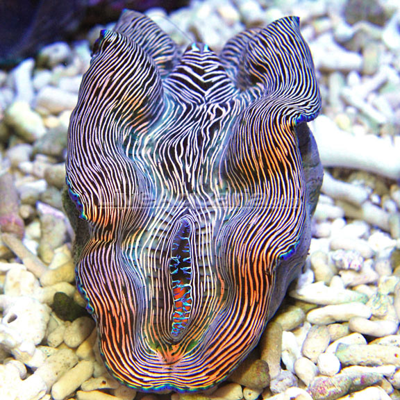 Derasa Clam, Striped with Blue Rim – LiveAquaria
