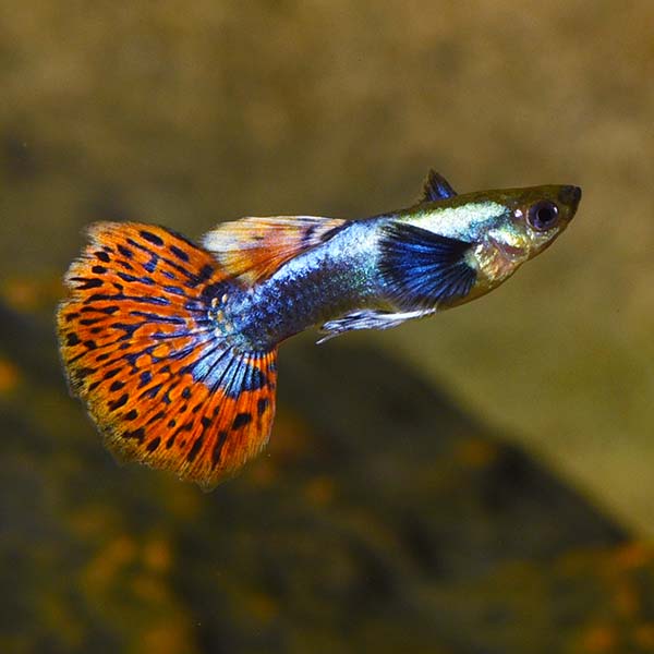 Dumbo Ear Guppy Group, Male