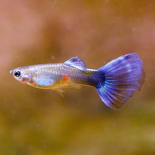 Blue Mosaic Guppy, Male