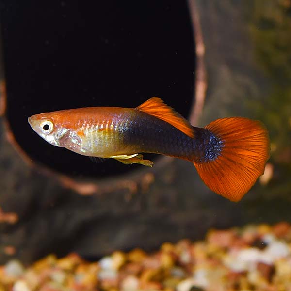Red Tux Guppy, Male
