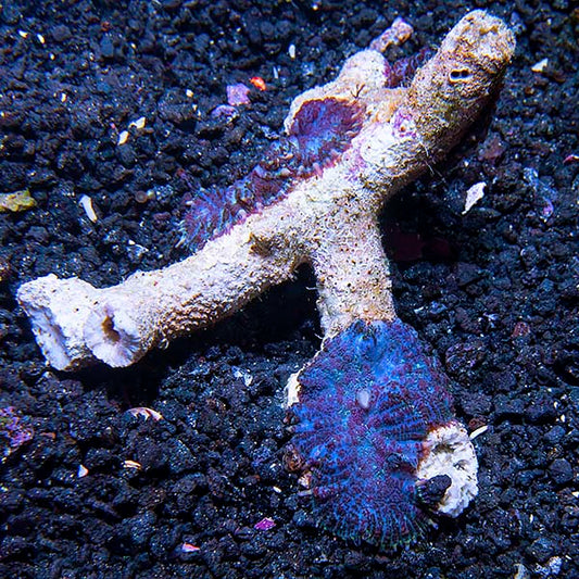 Multicolored Bullseye Rhodactis Mushroom Coral