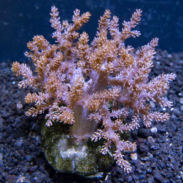 Kenya Tree Coral