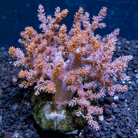 Kenya Tree Coral