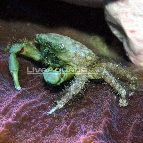 Emerald Mithrax Crab