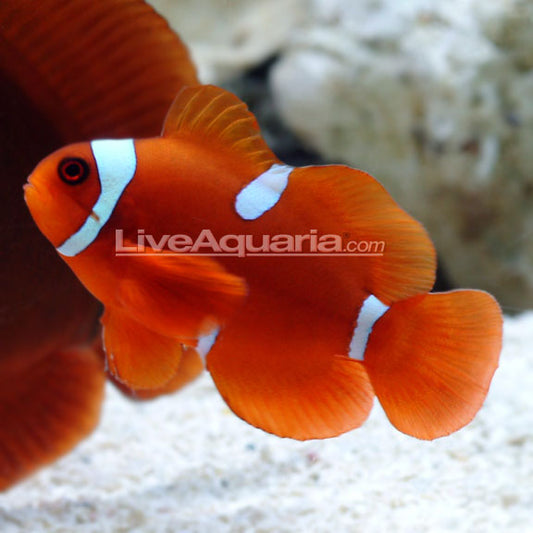 Maroon Clownfish - Tank-Bred