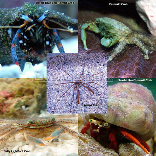 The Hair & Bubble Algae Caribbean Cleaner Package