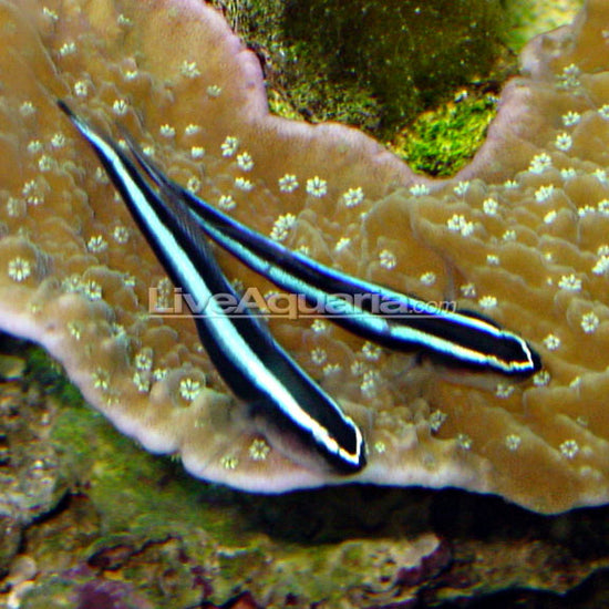 Neon Goby – LiveAquaria