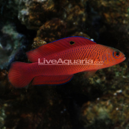 Mccullochi Pseudochromis