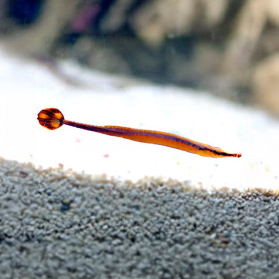 Bluestripe Pipefish, Doryrhamphus excisus: Saltwater Aquarium Fish ...