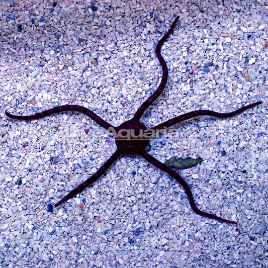Serpent Sea Star, Fancy Banded